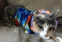 Rubie's Luau Pet Costume, XXXL -Rubies Shop 41ySFK3C1nL 1